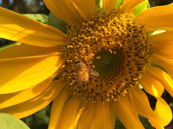 Organic Foods 100% Certified