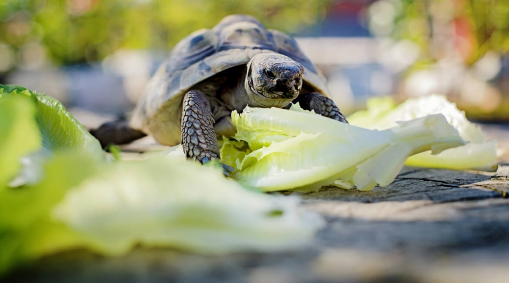 Healthy Living Being Body Aware