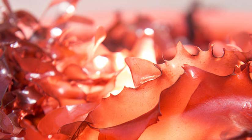 Dulse seaweed
