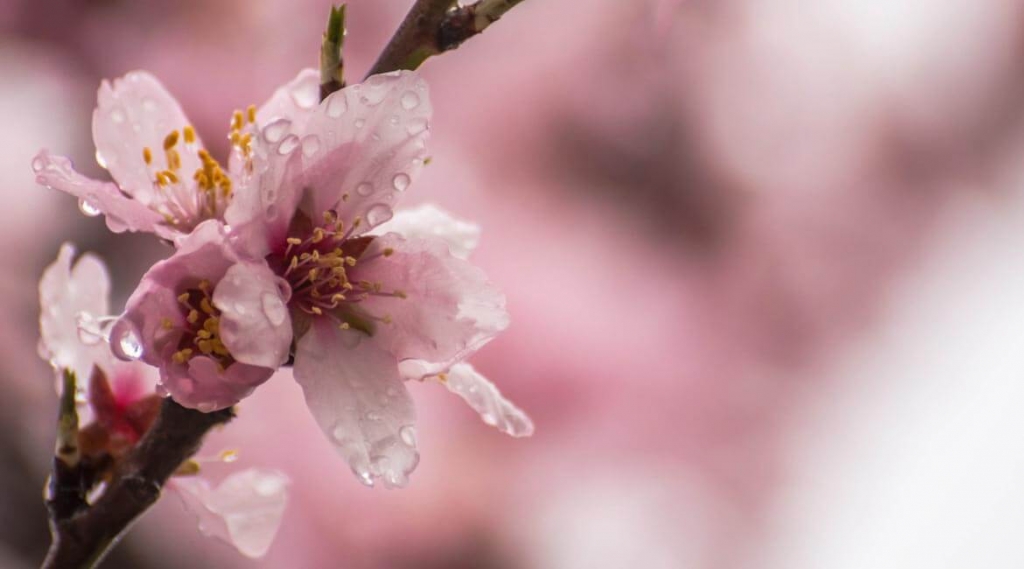 Activating Nuts & Seeds