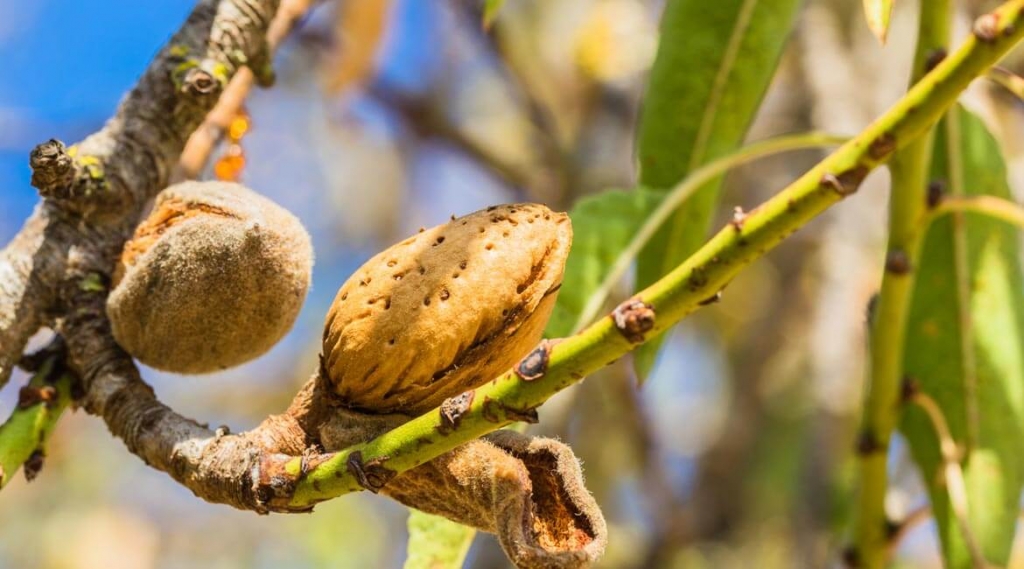 Making Your Own Nut Milks