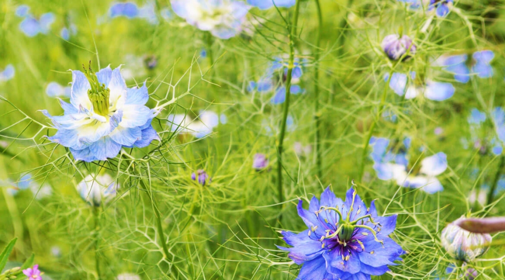 Nigella Sativa - The missing spice in your kitchen