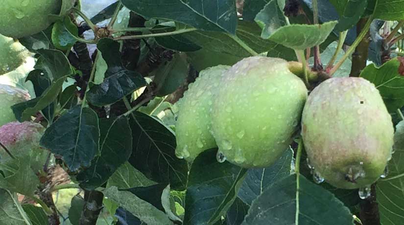 Benefits of Eating Raw