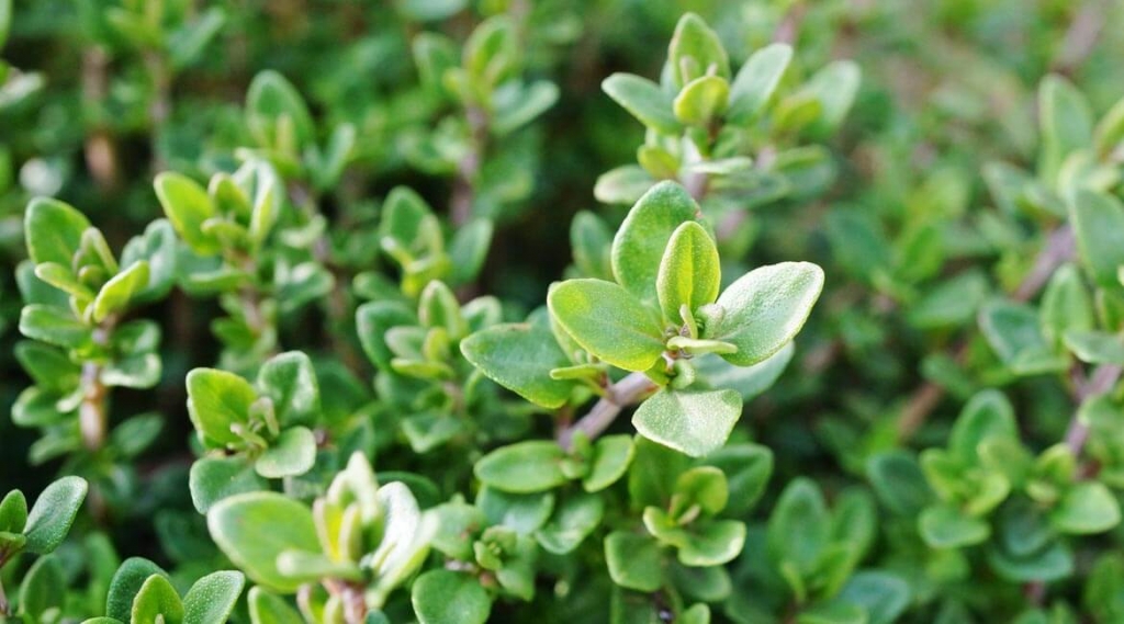 Growing your own herbs