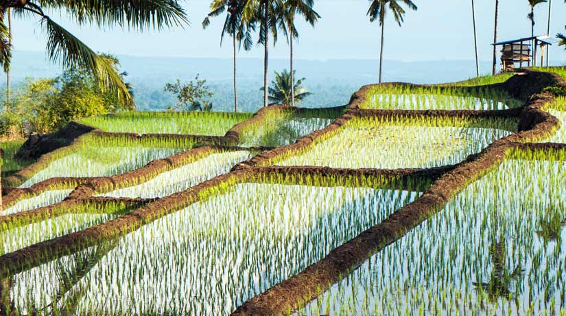 How to choose the best rice for you