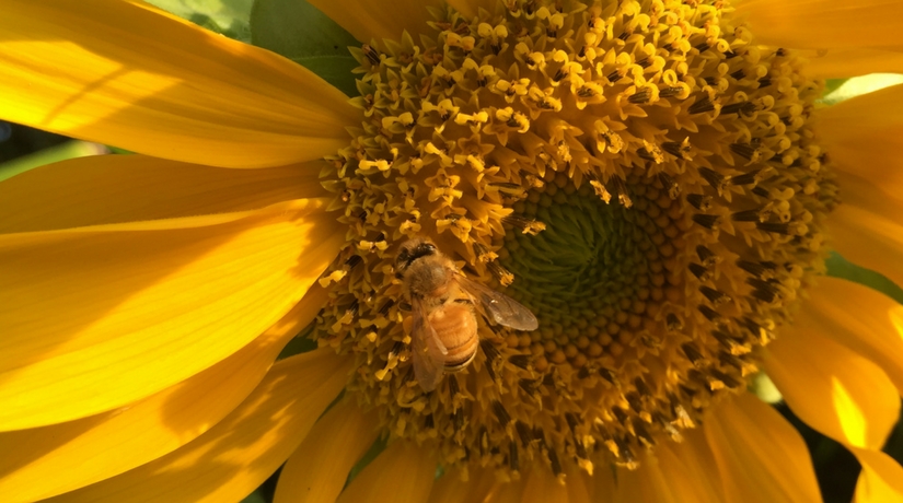 10 Things About Wholefoods