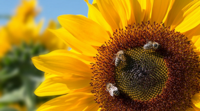 Whats All the Fuss about Self Care