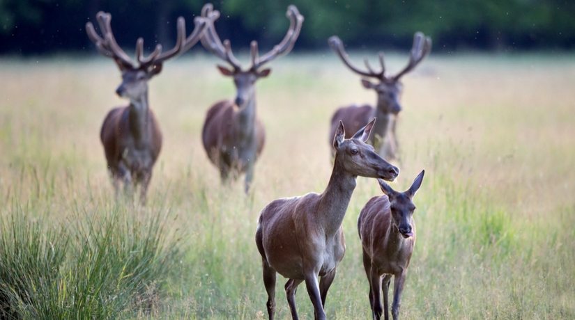 Christmas Food & Family