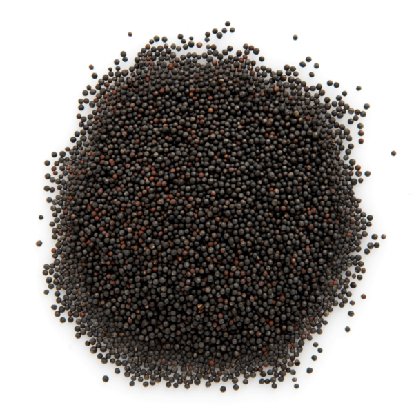 Organic Kale Sprouting Seeds