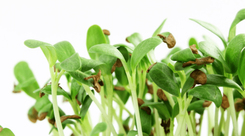 Health Benefits of Fenugreek